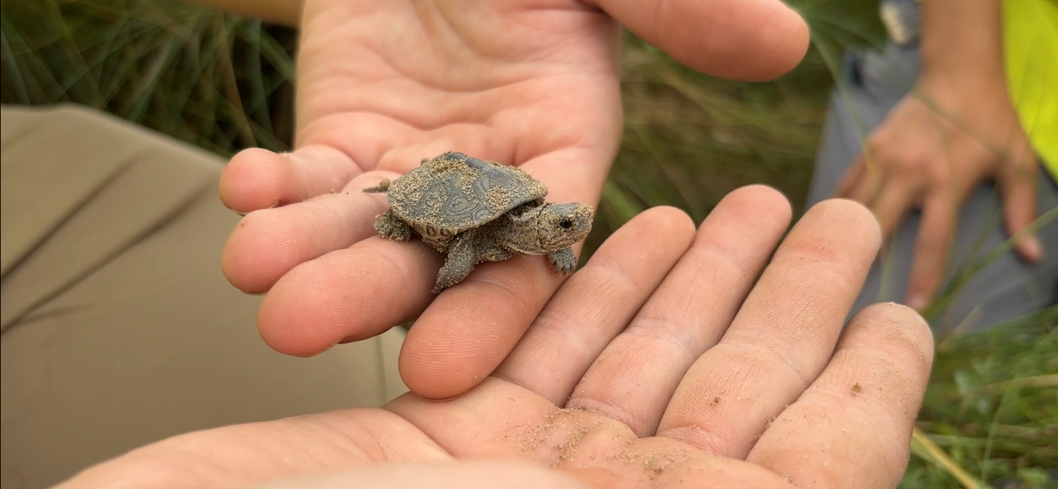 Hands holding a baby terrapin turtle
